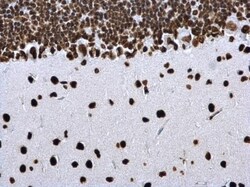 Histone H4, ac Lys8 Antibody, Novus Biologicals 0.1mL:Antibodies, Polyclonal